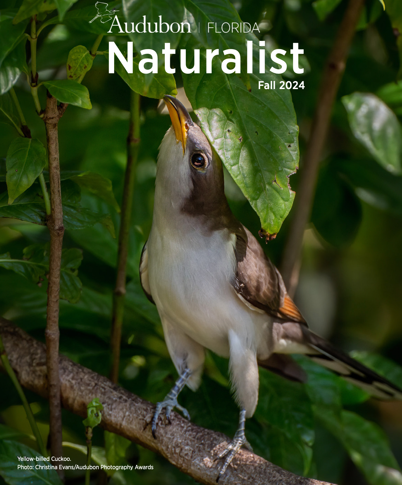 Yellow-billed Cuckoo